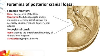 Foramina of posterior cranial fossa:
Foramen magnum:
Bone: Central area of the floor
Structures: Medulla oblongata and its
meninges, ascending spinal parts of the
accessory spinal nerves and two vertebral
arteries
Hypoglossal canal:
Bone: Close to the anterolateral boundary of
the foramen magnum
Structures: Hypoglossal nerve
 