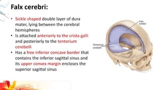 Falx cerebri:
• Sickle shaped double layer of dura
mater, lying between the cerebral
hemispheres
• Is attached anteriorly to the crista galli
and posteriorly to the tentorium
cerebelli
• Has a free inferior concave border that
contains the inferior sagittal sinus and
its upper convex margin encloses the
superior sagittal sinus
 