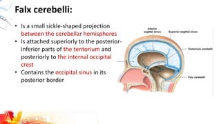 Falx cerebelli:
• Is a small sickle-shaped projection
between the cerebellar hemispheres
• Is attached superiorly to the posterior-
inferior parts of the tentorium and
posteriorly to the internal occipital
crest
• Contains the occipital sinus in its
posterior border
 