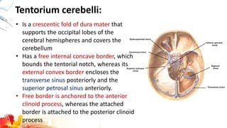 Tentorium cerebelli:
• Is a crescentic fold of dura mater that
supports the occipital lobes of the
cerebral hemispheres and covers the
cerebellum
• Has a free internal concave border, which
bounds the tentorial notch, whereas its
external convex border encloses the
transverse sinus posteriorly and the
superior petrosal sinus anteriorly.
• Free border is anchored to the anterior
clinoid process, whereas the attached
border is attached to the posterior clinoid
process
 