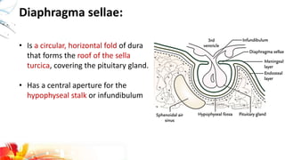 Diaphragma sellae:
• Is a circular, horizontal fold of dura
that forms the roof of the sella
turcica, covering the pituitary gland.
• Has a central aperture for the
hypophyseal stalk or infundibulum
 