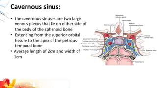 Cavernous sinus:
• the cavernous sinuses are two large
venous plexus that lie on either side of
the body of the sphenoid bone
• Extending from the superior orbital
fissure to the apex of the petrous
temporal bone
• Average length of 2cm and width of
1cm
 