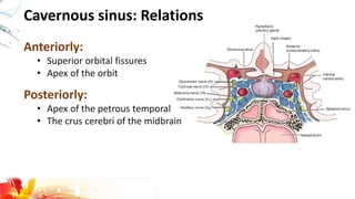 Cavernous sinus: Relations
Anteriorly:
• Superior orbital fissures
• Apex of the orbit
Posteriorly:
• Apex of the petrous temporal
• The crus cerebri of the midbrain
 