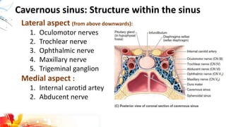Cavernous sinus: Structure within the sinus
Lateral aspect (from above downwards):
1. Oculomotor nerves
2. Trochlear nerve
3. Ophthalmic nerve
4. Maxillary nerve
5. Trigeminal ganglion
Medial aspect :
1. Internal carotid artey
2. Abducent nerve
 
