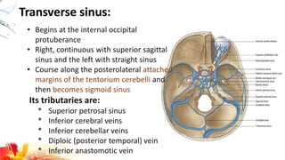 Transverse sinus:
• Begins at the internal occipital
protuberance
• Right, continuous with superior sagittal
sinus and the left with straight sinus
• Course along the posterolateral attached
margins of the tentorium cerebelli and
then becomes sigmoid sinus
Its tributaries are:
* Superior petrosal sinus
* Inferior cerebral veins
* Inferior cerebellar veins
* Diploic (posterior temporal) vein
* Inferior anastomotic vein
 