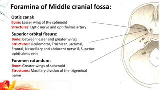 Foramina of Middle cranial fossa:
Optic canal:
Bone: Lesser wing of the sphenoid
Structures: Optic nerve and ophthalmic artery
Superior orbital fissure:
Bone: Between lesser and greater wings
Structures: Oculomotor, Trochlear, Lacrimal,
Frontal, Nasociliary and abducent nerve & Superior
ophthalmic vein
Foramen rotundum:
Bone: Greater wings of sphenoid
Structures: Maxillary division of the trigeminal
nerve
 