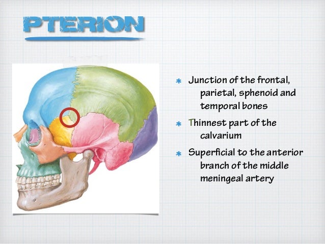 Cranium of the skull copy