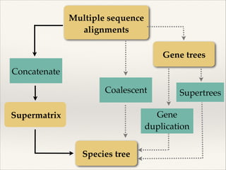Multiple sequence
alignments
Concatenate
Supermatrix
Species tree
Supertrees
Gene
duplication
Coalescent
Gene trees
 