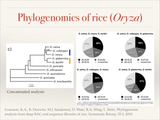 Phylogenomics of rice (Oryza)
Cranston, K.A., B. Hurwitz, M.J. Sanderson, D. Ware, R.A. Wing, L. Stein. Phylogenomic
analysis from deep BAC-end sequence libraries of rice. Systematic Botany, 35:3, 2010
Concatenated analysis
 