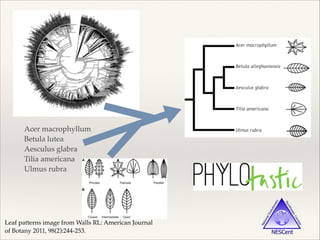 Acer macrophyllum!
Betula lutea!
Aesculus glabra!
Tilia americana!
Ulmus rubra
Leaf patterns image from Walls RL: American Journal
of Botany 2011, 98(2):244-253.
Acer macrophyllum
Betula alleghaniensis
Aesculus glabra
Tilia americana
Ulmus rubra
 