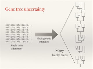 aactgtcgcatgttgacg...
aattgtcg-atgttgacg...
aac-gtcgcatgtcgacg...
aac-gtcgcatgtcgacg...
aac-gtcgcatgtcgacg...
aactgtcgcatgtcgacg...
aactgtcgcatgtcgacg...
aactgtcgcatgtcgacg...
Phylogenetic
inference
Many
likely trees
Gene tree uncertainty
Single gene
alignment
 
