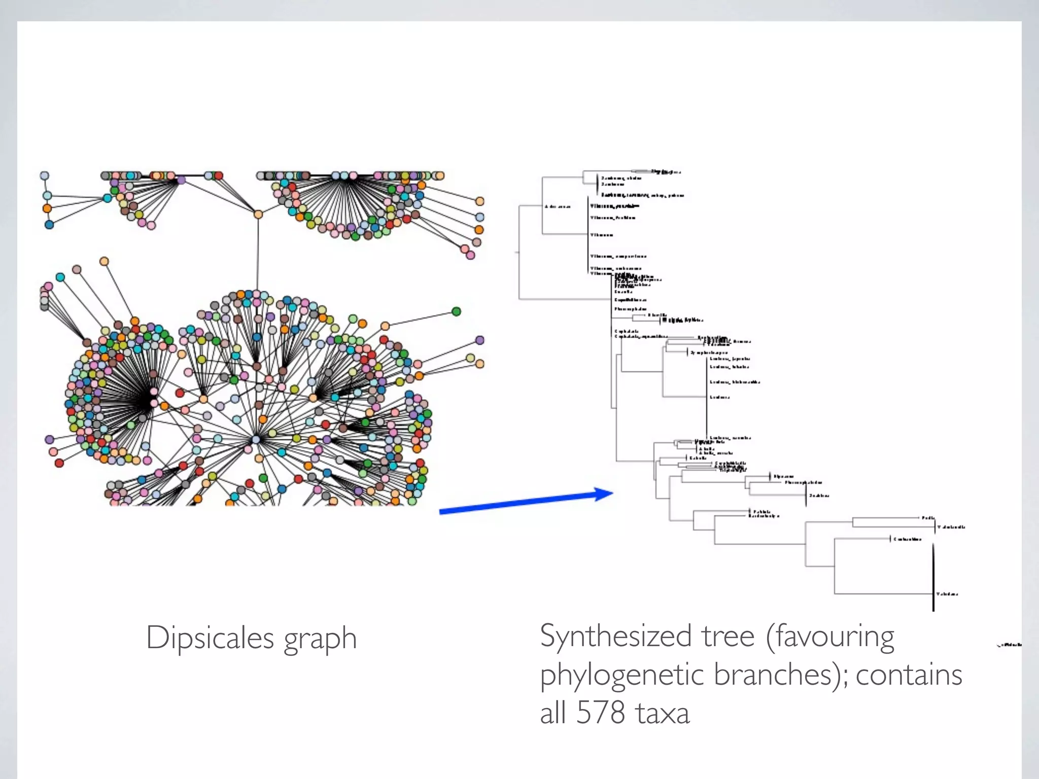 Dipsicales graph   Synthesized tree (favouring
                   phylogenetic branches); contains
                   all 578 taxa
 