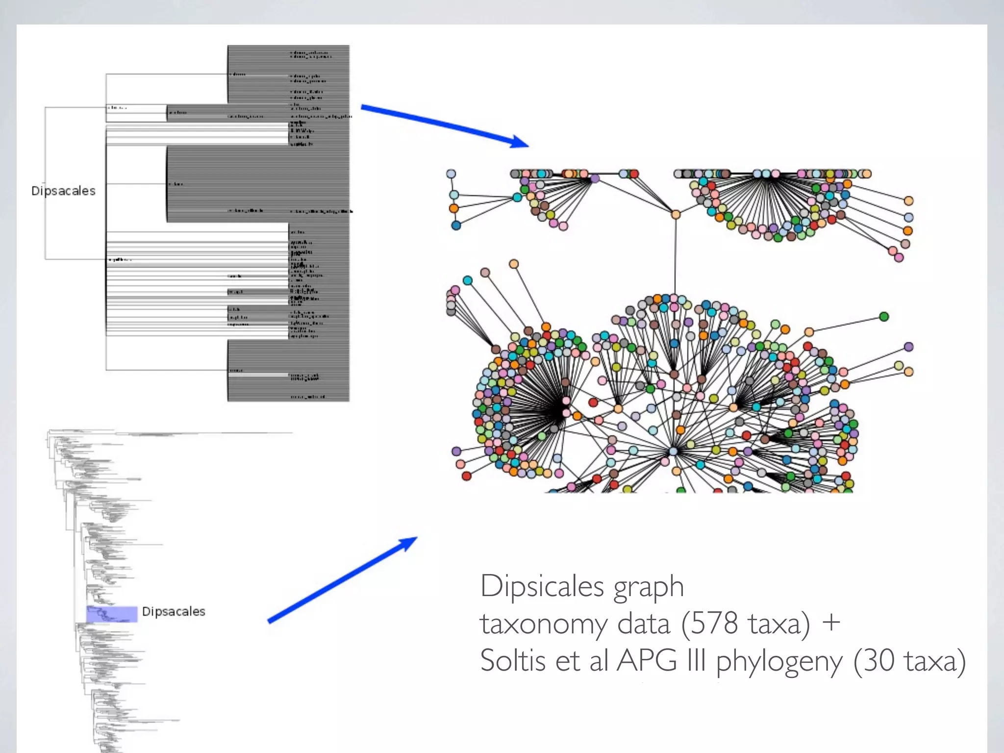 Dipsicales graph
taxonomy data (578 taxa) +
Soltis et al APG III phylogeny (30 taxa)
 