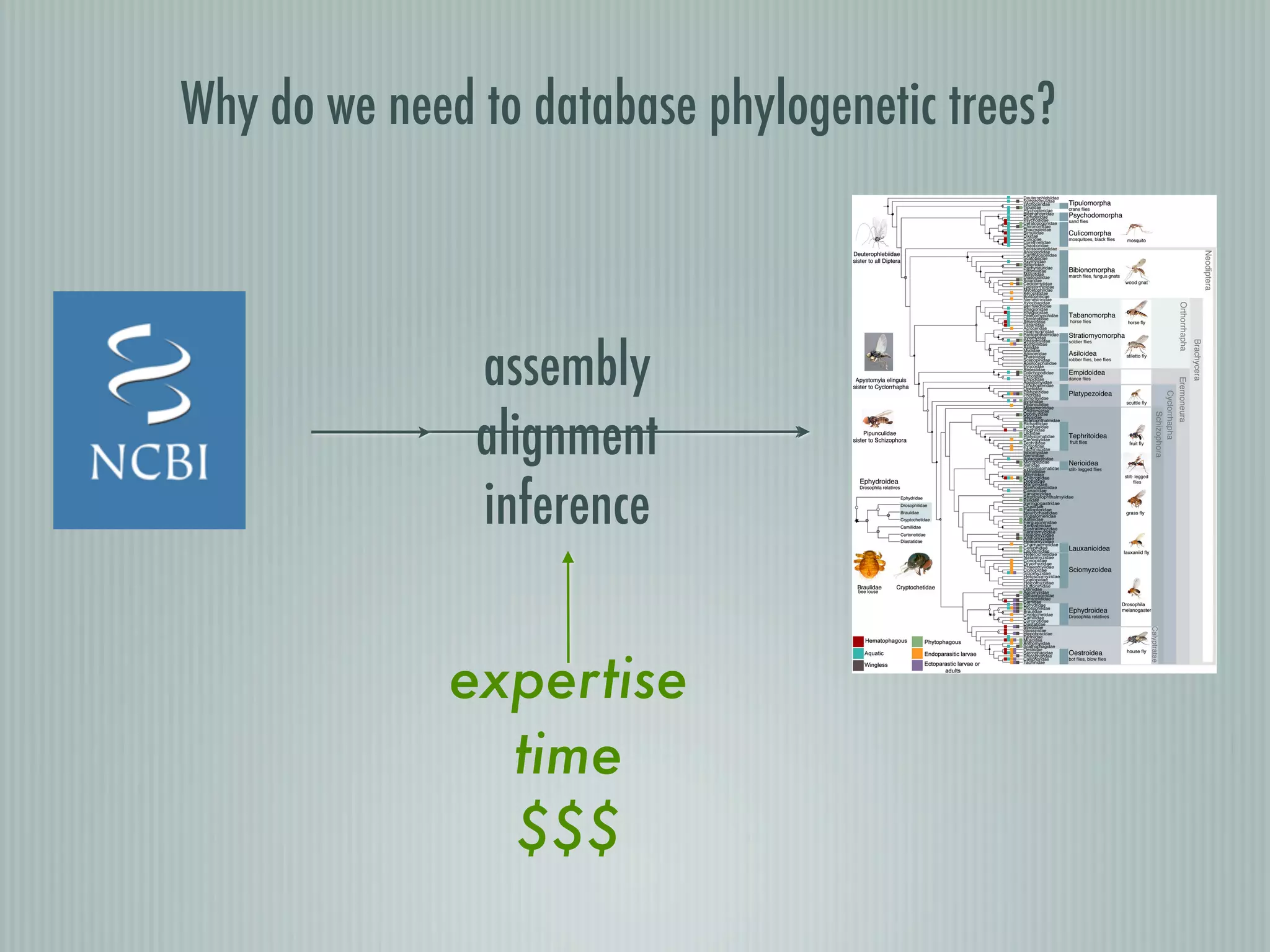 assembly
alignment
inference
expertise
time
$$$
thermore, a paraphyletic relationship of phorids and syrphids
would support the hypothesis that their shared special mode of
extraembryonic development (dorsal amnion closure) (26)
evolved in the stem lineage of Cyclorrhapha and preceded the
origin of the schizophoran amnioserosa.
To test this hypothesis, we used a relatively recent phylogenomic
marker: small, noncoding, regulatory micro-RNAs (miRNAs).
miRNAs exhibit a striking phylogenetic pattern of conservation
across the metazoan tree of life, suggesting the accumulation and
maintenance of miRNA families throughout organismal evolution
Fig. 1. Combined molecular phylogenetic tree for Diptera. Partitioned ML analysis of combined taxon sets of tier 1 and tier 2 FLYTREE data samples (−lnL =
344155.6169) calculated in RAxML. Circles indicate bootstrap support >80% (black/bp = 95–100%, gray/bp = 88–94%, white/bp = 80–88%). Nodes with im-
proved bootstrap values resulting from postanalysis pruning of unstable taxa are marked by stars (black/bp = 95–100%, gray/bp = 88–94%, white/bp = 80–
88%). Colored squares on terminal branches indicate the presence, in at least one species of a family, of ecological traits as shown to lower left. The number
of origins of each trait was estimated with reference to the phylogeny, the distribution of each trait among genera within a family, and the known biology of
the organisms.
Wiegmann et al. PNAS Early Edition | 3 of 6
Why do we need to database phylogenetic trees?
 