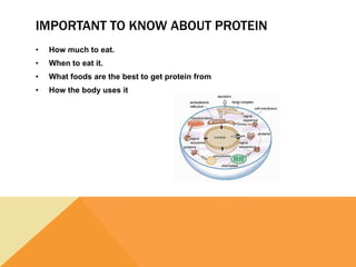 IMPORTANT TO KNOW ABOUT PROTEIN
• How much to eat.
• When to eat it.
• What foods are the best to get protein from
• How the body uses it
 