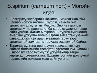 S.spirium (carneum hort) - Могойн
идээ
• Шөвгөрдүү хэлбэрийн жижигхэн махлаг навчтай,
цайвар ногоон өнгийн шүүслэг, намхан энэ
ургамлын эх нутаг нь Мексик. Энэ нь гэрэлсэг
ургамал учир наранд ил ба хагас сүүдэрлэг газар
сайн ургана. Жижиг мөчрөөр нь түргэн хугацаанд
амархан үржүүлж болно. Өргөн амсартай үзэмжит
саванд жижигхэн арш, зузаалай, аруу зэрэг
ургамалтай хамтад нь тарихад зохимжтой байдаг.
• Таримал зүлгэнд оролцуулж тарихад зохимж
сайтай боломжийн тэсвэртэй ургамал юм. Өвлийн
цэцэрлэгт хөрс бүрхүүлж ургуулахаар тайрч
хяргахад тохиромжтои. Өдрийн гэрлийн дэнлүүний
гэрэлтлийн нөхцөлд маш сайн ургана.
 