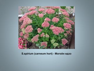 S.spirium (carneum hort) - Могойн идээ
 