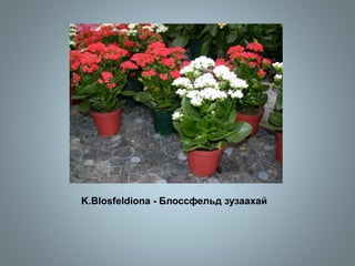 K.Blosfeldiona - Блоссфельд зузаахай
 