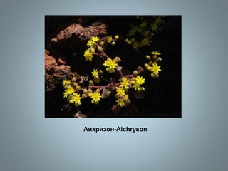 Аихризон-Aichryson
 