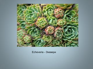 Echeveria - Эхевери
 