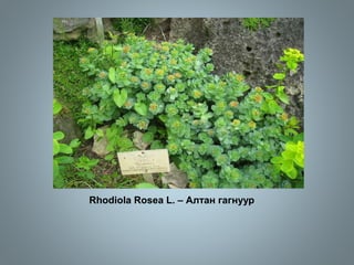 Rhodiola Rosea L. – Алтан гагнуур
 