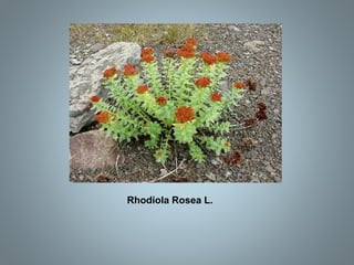 Rhodiola Rosea L.
 