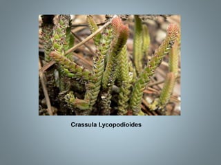 Crassula Lycopodioides
 