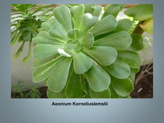 Aeonium Korneliuslemslii
 