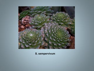 S. sempervivum
 