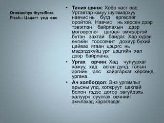 Orostachys thyrsiflora
Fisch.- Цацагт үлд өвс
• Таних шинж: Хоёр наст өвс.
Уртавтар юмуу шугамархуу
навчис нь бүгд өргөслөг
оройтой. Навчис нь хөрсөн дээр
тэвэглэн байрлахын дээр
мөгөөрслөг цагаан эмжээртэй
бүтэн захтай байдаг. Хар хүрэн
өнгийн тоосовчит дохиур бүхий
цайвах ягаан цэцэгс нь
мэдэгдэхүйц урт цэцгийн хөл
дээр байрлана.
• Ургах орчин: Хад чулуурхаг
хажуу, хад асган дунд, голын
эргийн элс хайргархаг хөрсөнд
ургана.
• Ач холбогдол: Энэ ургамлыг
арьсны үлд, хогжруут цахлай
болон гэдэс дотор эвгүйдэхь
халуурч суулгах өвчнийг
эмчлэхэд хэрэглэдэг.
 