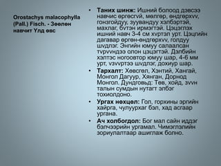 Orostachys malacophylla
(Pall.) Fisch. - Зөөлөн
навчит Yлд өвс
• Tаних шинж: Ишний болоод дэвсээ
навчис өргөсгvй, мөлгөр, өндгөрхvv,
гонзгойдуу, зуувандуу хэлбэртэй,
махлаг, бvтэн ирмэгтэй. Цэцэглэх
ишний навч 3-4 см хvртэл урт. Цэцгийн
дагавар өргөн-өндгөрхvv, голдуу
шvдлэг. Энгийн юмуу салаалсан
тvрvvндээ олон цэцэгтэй. Дэлбийн
хэлтэс ногоовтор юмуу шар, 4-6 мм
урт, vзvvртээ шvдлэг, дохиур шар.
• Тархалт: Хөвсгөл, Хэнтий, Хангай,
Монгол Дагуур, Хянган, Дорнод
Монгол. Дундговьд: Төв, хойд, зvvн
талын сумдын нутагт элбэг
тохиолдоно.
• Ургах нөхцөл: Гол, горхины эргийн
хайрга, чулуурхаг бэл, хад асгаар
ургана.
• Ач холбогдол: Бог мал сайн иддэг
бэлчээрийн ургамал. Чимэглэлийн
зориулалтаар ашиглаж болно.
 
