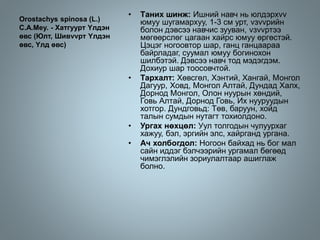 Orostachys spinosa (L.)
C.A.Mey. - Хатгуурт Yлдэн
өвс (Юлт, Шивvvрт Yлдэн
өвс, Yлд өвс)
• Tаних шинж: Ишний навч нь юлдэрхvv
юмуу шугамархуу, 1-3 см урт, vзvvрийн
болон дэвсээ навчис зууван, vзvvртээ
мөгөөрслөг цагаан хайрс юмуу өргөстэй.
Цэцэг ногоовтор шар, ганц ганцаараа
байрладаг, суумал юмуу богинохон
шилбэтэй. Дэвсээ навч тод мэдэгдэм.
Дохиур шар тоосовчтой.
• Тархалт: Хөвсгөл, Хэнтий, Хангай, Монгол
Дагуур, Ховд, Монгол Алтай, Дундад Халх,
Дорнод Монгол, Олон нуурын хөндий,
Говь Алтай, Дорнод Говь, Их нууруудын
хотгор. Дундговьд: Төв, баруун, хойд
талын сумдын нутагт тохиолдоно.
• Ургах нөхцөл: Уул толгодын чулуурхаг
хажуу, бэл, эргийн элс, хайрганд ургана.
• Ач холбогдол: Ногоон байхад нь бог мал
сайн иддэг бэлчээрийн ургамал бөгөөд
чимэглэлийн зориулалтаар ашиглаж
болно.
 