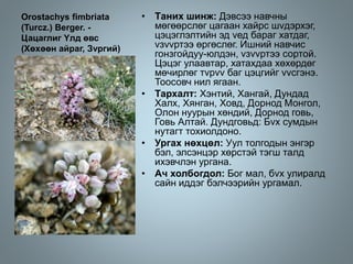 Orostachys fimbriata
(Turcz.) Berger. -
Цацаглиг Yлд өвс
(Хөхөөн айраг, Зvргий)
• Tаних шинж: Дэвсээ навчны
мөгөөрслөг цагаан хайрс шvдэрхэг,
цэцэглэлтийн эд vед бараг хатдаг,
vзvvртээ өргөслөг. Ишний навчис
гонзгойдуу-юлдэн, vзvvртээ сортой.
Цэцэг улаавтар, хатахдаа хөхөрдөг
мөчирлөг тvрvv баг цэцгийг vvсгэнэ.
Тоосовч нил ягаан.
• Тархалт: Хэнтий, Хангай, Дундад
Халх, Хянган, Ховд, Дорнод Монгол,
Олон нуурын хөндий, Дорнод говь,
Говь Алтай. Дундговьд: Бvх сумдын
нутагт тохиолдоно.
• Ургах нөхцөл: Уул толгодын энгэр
бэл, элсэнцэр хөрстэй тэгш талд
ихэвчлэн ургана.
• Ач холбогдол: Бог мал, бvх улиралд
сайн иддэг бэлчээрийн ургамал.
 