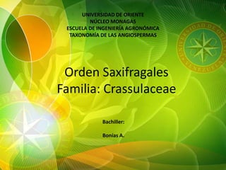 UNIVERSIDAD DE ORIENTE
         NÚCLEO MONAGAS
 ESCUELA DE INGENIERÍA AGRONÓMICA
  TAXONOMÍA DE LAS ANGIOSPERMAS




 Orden Saxifragales
Familia: Crassulaceae

             Bachiller:

             Bonías A.
 