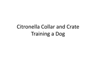 Citronella Collar and Crate Training a Dog 