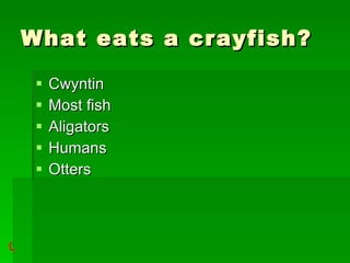 What eats a crayfish? Cwyntin Most fish Aligators Humans Otters 