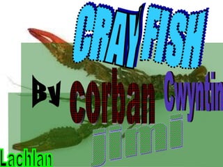CRAY FISH By jimi Lachlan Cwyntin corban 