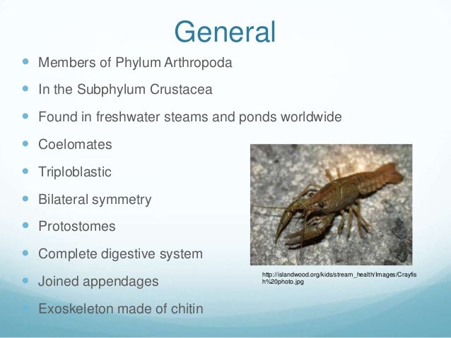 What phylum do crayfish belong to?