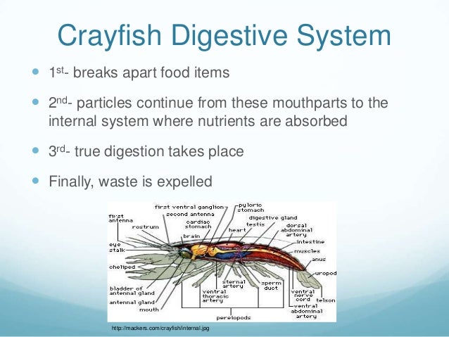 Crayfish bio