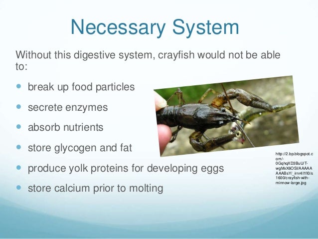 What sort of digestive system does a crayfish have?