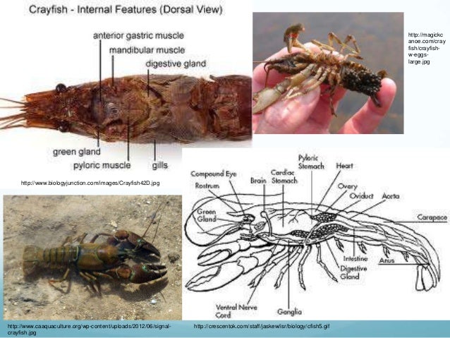 Crayfish bio