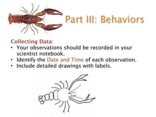 Student Model Crayfish Crayfish classroom slides | PDF