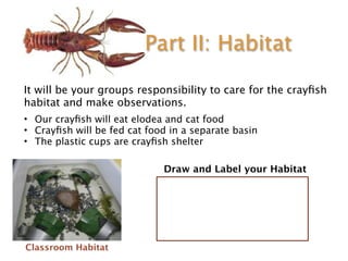 Crayfish classroom slides