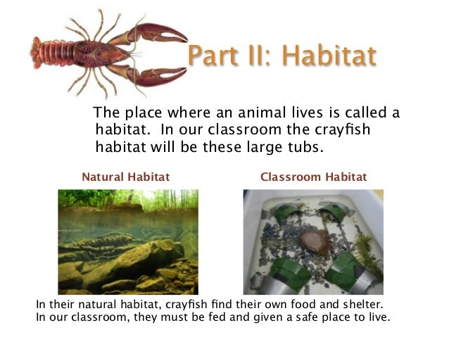 Crayfish Classroom Slides