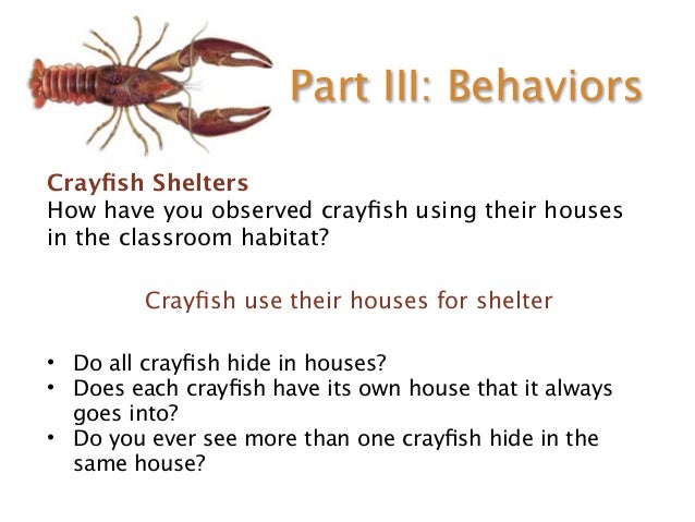 Crayfish Classroom Slides