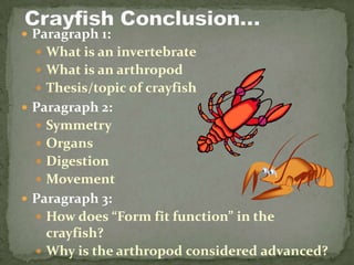Crayfish Conclusion… Paragraph 1: What is an invertebrate What is an arthropod Thesis/topic of crayfish Paragraph 2: Symmetry Organs Digestion Movement Paragraph 3: How does “Form fit function” in the crayfish? Why is the arthropod considered advanced? 
