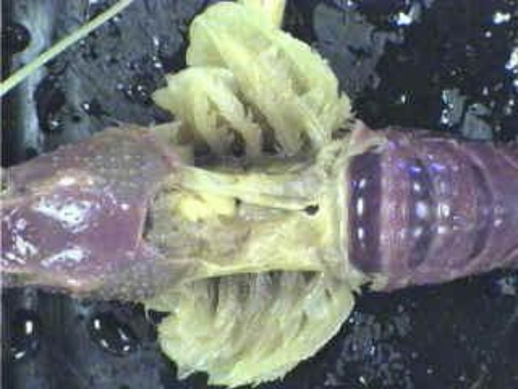 Crayfish dissection