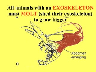 All animals with an  EXOSKELETON  must  MOLT  (shed their exoskeleton) to grow bigger 