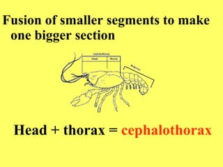 Fusion of smaller segments to make one bigger section Head + thorax =  cephalothorax 