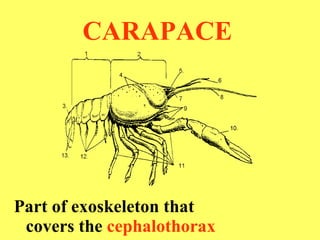 CARAPACE Part of exoskeleton that  covers the  cephalothorax 